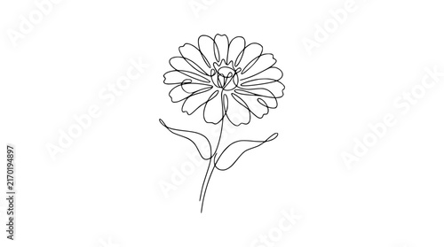 Single Line Drawing Zinnia Flower Isolated Transparent Background Minimalist Botanical Art