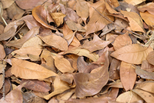 Фотография piles of dry fallen brown leaves strewn naturally on the ground