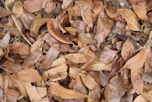 Принти на полотні piles of dry fallen brown leaves strewn naturally on the ground