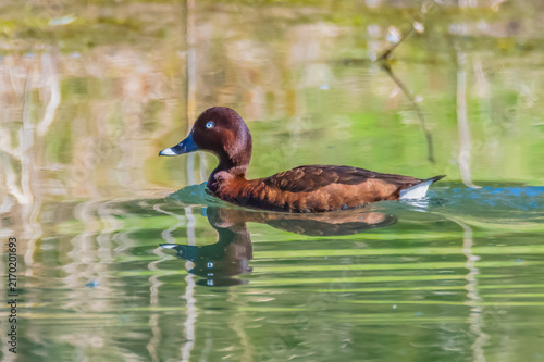 Obraz na płótnie Birdlife at the Wetlands - Male Hardhead duck