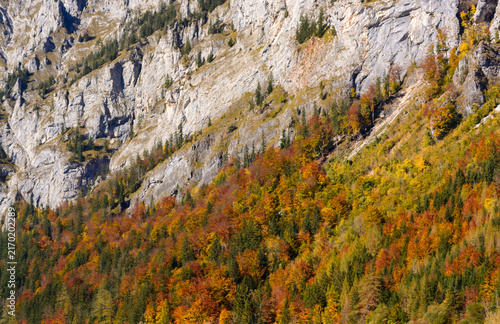 Autumn foliage in the mountains