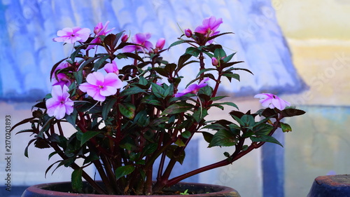 Fotografie Fully bloomed New Guinea impatiens