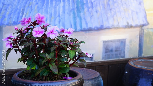 Bild auf Leinwand Fully bloomed New Guinea impatiens