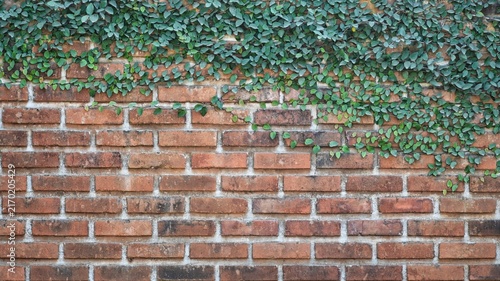 Foto Rustic red brick wall texture with lush green creeping ivy plants at the top