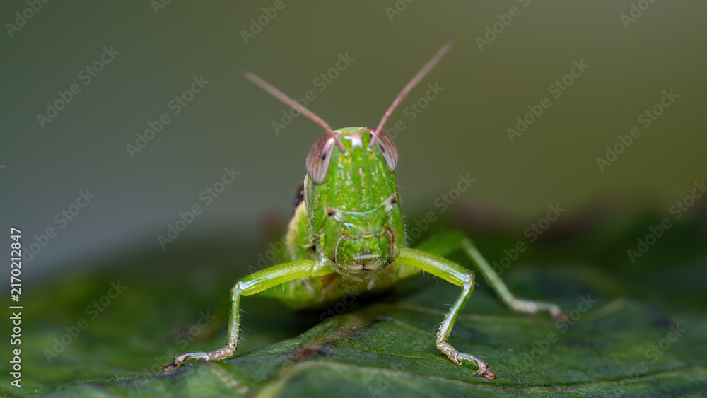 Fotografie green grasshopper on a green leaf