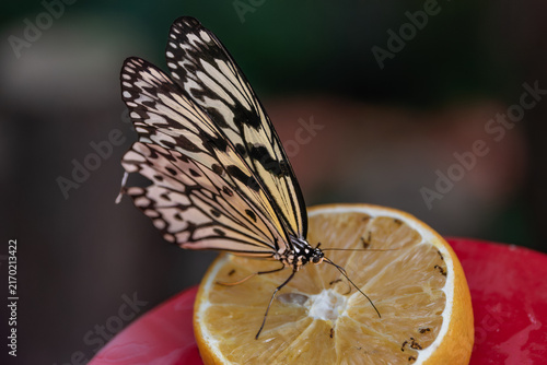 Bild auf Leinwand red admiral butterfly