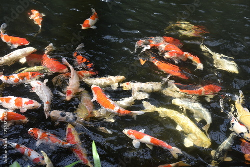 Canvastavla Koi fish pond