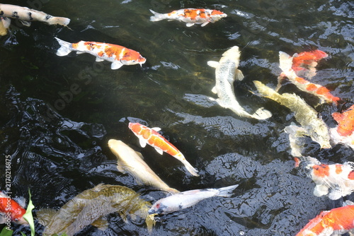 Cuadro en lienzo Koi fish pond