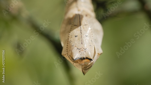 Canvastavla Close-up Macro of a Butterfly Chrysalis or Pupa Hanging from a Twig with Blurred