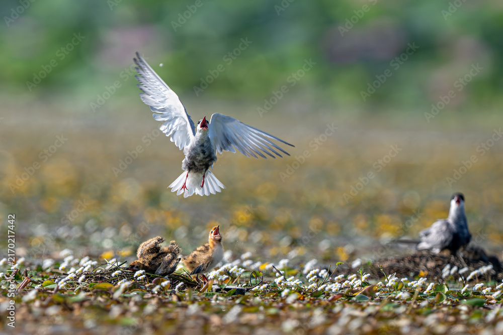 Fotografía black headed gulls