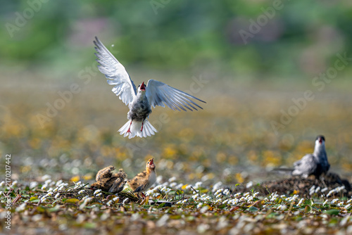 Foto black headed gulls