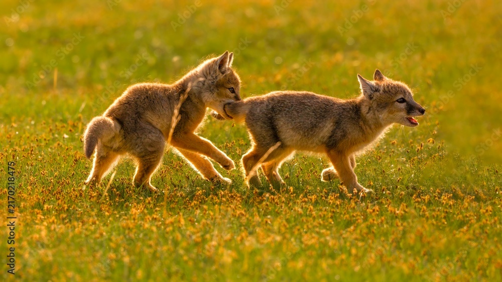 Fototapeta premium wild dogs in the grass