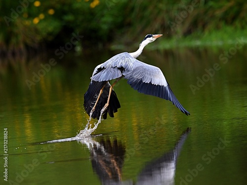 Obraz na plátně great blue heron ardea cinerea