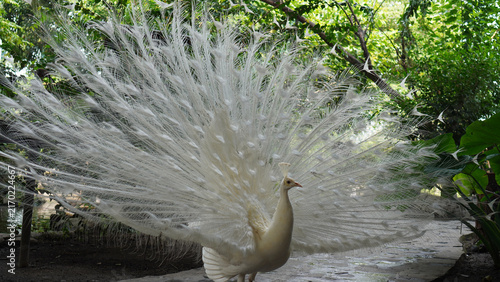 A male white peacock is beautifully spreading its tail, this bird scientifically known as 