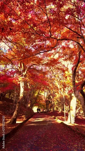 【縦動画】夕日が射し込む赤く紅葉した木々の公園風景のティルトショット 4K  広島 尾関山公園の秋風景
