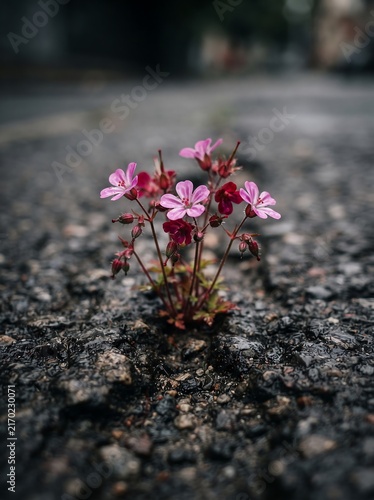 Small Pink Wildflower Growing Through Cracked Asphalt Pavement Demonstrating Urban Nature Resilience and Life Persistence