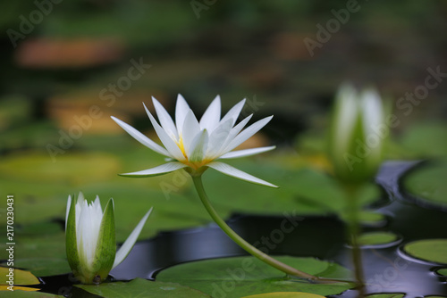 Cuadro en lienzo 美しく咲く睡蓮