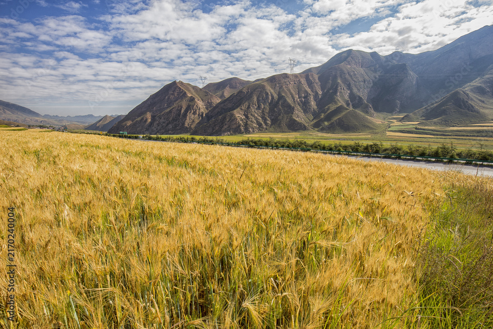 Fototapeta premium A golden ripe barley field lies beside a river, with rugged mountains and a blue sky with clouds in the background.