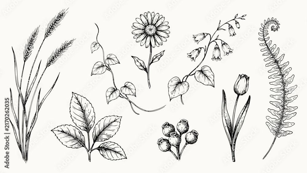 Fototapeta premium A botanical study showcases detailed illustrations of various flowers leaves and grasses in monochrome illustration flowers leaves fern