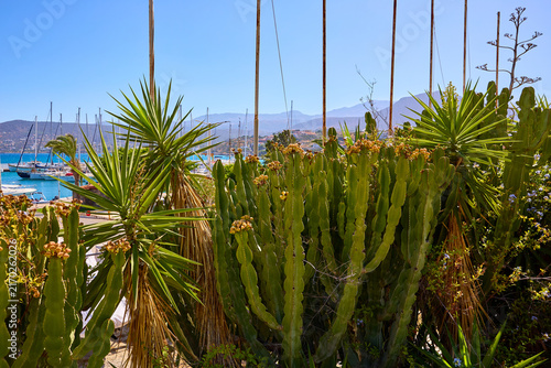Obraz na plátně Tropical plants with spiky leaves dominate foreground