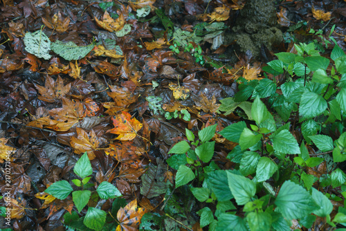 Wet Tropical Forest Floor with Fallen Leaf Litter and Lush Green Undergrowth in Vietnam