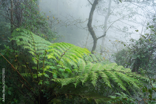 Misty Tropical Rainforest with Lush Ferns in Vietnam