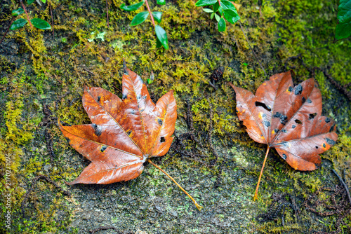Fallen Orange Leaves on Mossy Rock in a Tropical Rainforest in Vietnam