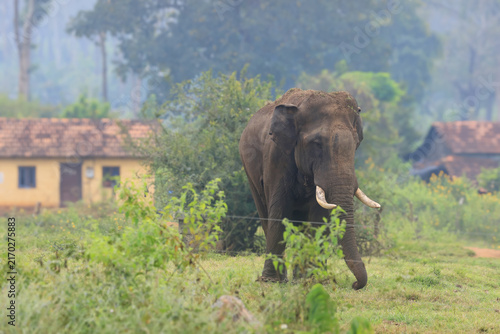 Фотография Wild Asian elephant standing near rural village houses