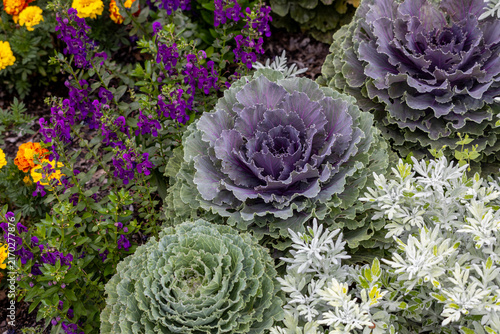 Close up texture background view of a variety of colorful ornamental cabbage plants (brassica oleracea) in a formal garden