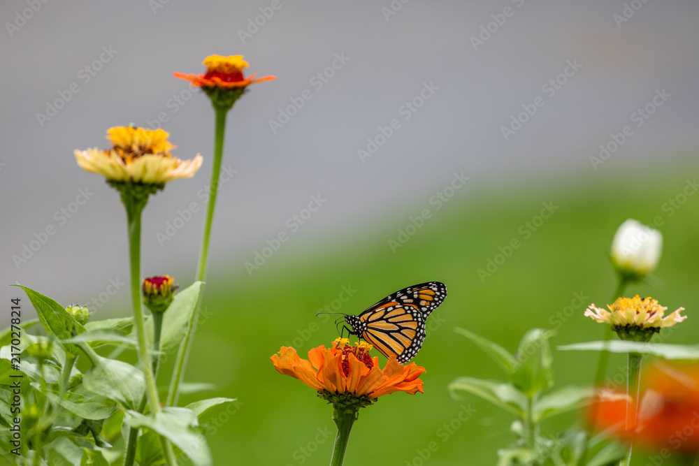Fototapeta premium Abstract texture background view of a monarch butterfly (danaus plexippus) feeding on an orange zinnia flower in a pollinator garden