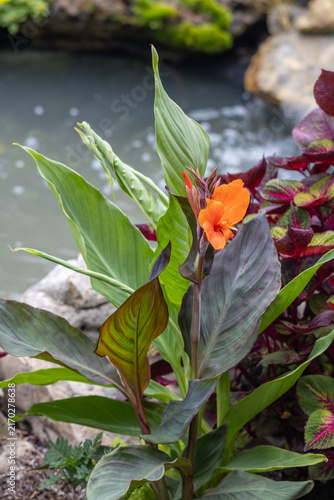 Close up texture background view of a  pretty orange canna lily flower blooming in a formal water garden