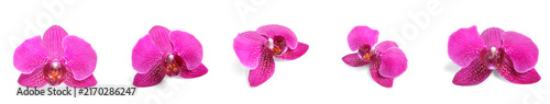 Tropical orchid flowers, exotic beauty and nature concept, vibrant pink phalaenopsis blossoms isolated on white background