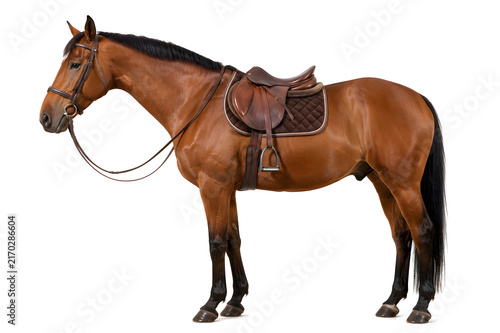 Brown Saddled Horse Isolated on White Background Equestrian Sport and Farm Animal Concept