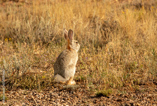 Foto Wild rabbit sitting upright alert in the dry grass and sagebrush of the Wyoming high desert