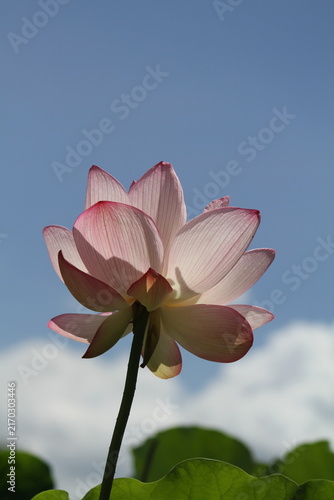 Pink ancient lotus flower reaching towards the bright blue summer sky with sunlit translucent petals.