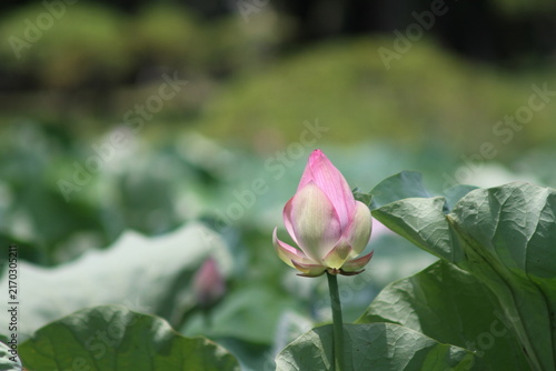 Pink ancient lotus flower bud about to bloom in a sunny lotus pond.