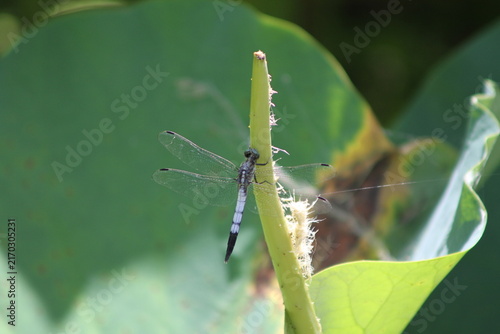 Male blue skimmer dragonfly perching on a lotus stem in a pond in summer.