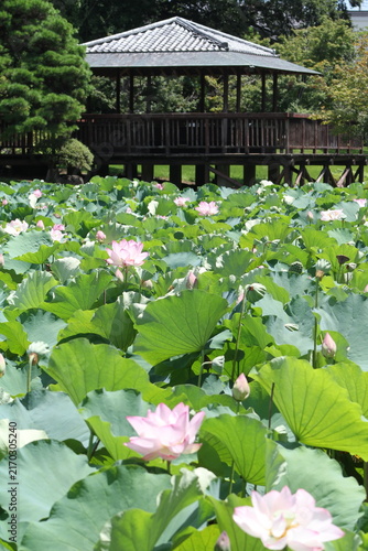 Scenic view of a blooming ancient lotus pond with a traditional Japanese wooden gazebo in the background.
