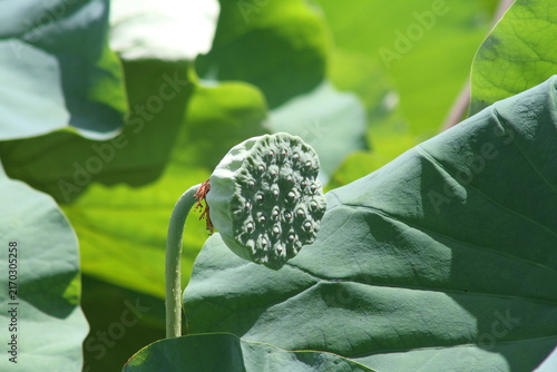 Close-up of a green ancient lotus seed pod standing among large lotus leaves in summer.