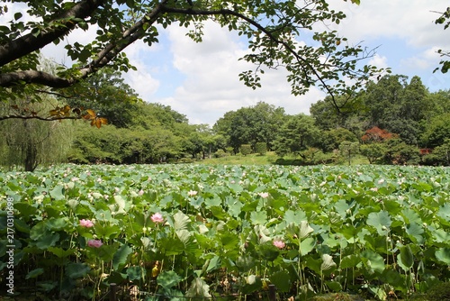 Scenic view of a lotus pond framed by leafy tree branches under a summer blue sky.