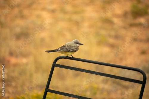 Obraz na płótnie Western tyrant kingbird perched on top of a black metal garden frame during a warm afternoon in Wyoming
