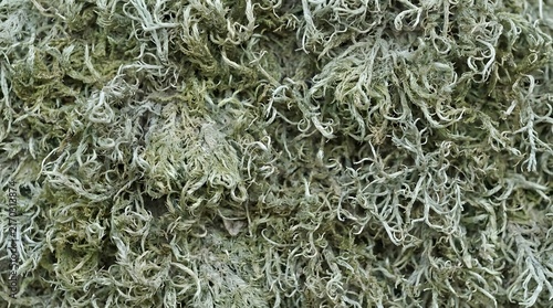 Moss Texture Background Featuring Silver-Green Preserved Reindeer Lichen