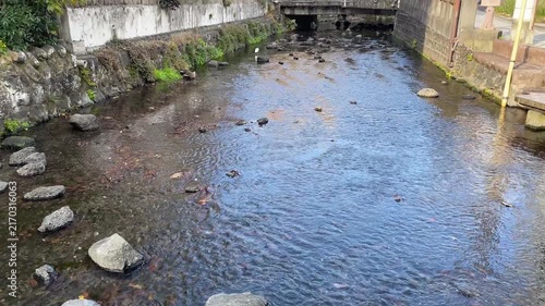 静岡県三島市 源兵衛川 川の中に設置された飛び石や木道を歩く