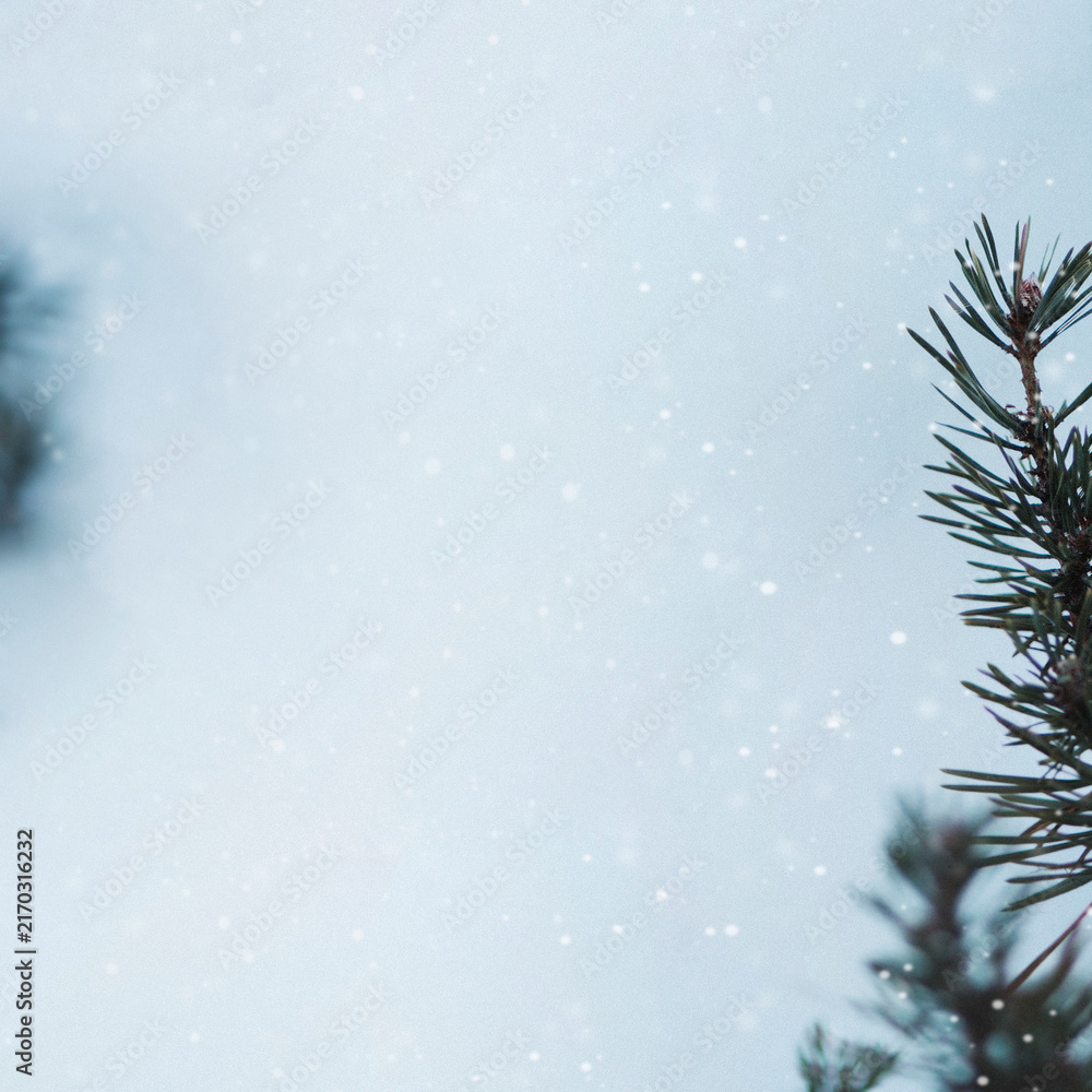 Naklejka premium Pine branches in a snowy day background
