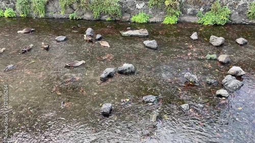 静岡県三島市 源兵衛川 川の中に設置された飛び石や木道を歩く