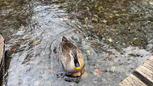 静岡県三島市 源兵衛川 水浴びをするカルガモ