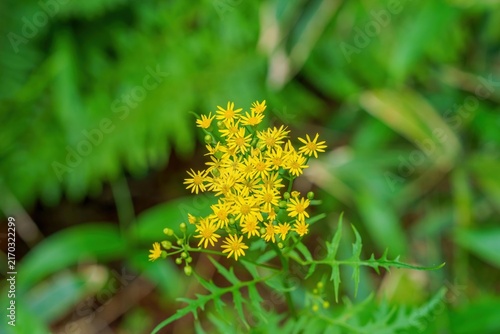 Fotografie 新緑の森に咲く可憐な黄色いサワギクの花　高山植物のマクロ撮影