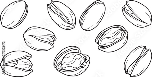 Pistachio Nut and Open Shell Vector Line Art Illustration