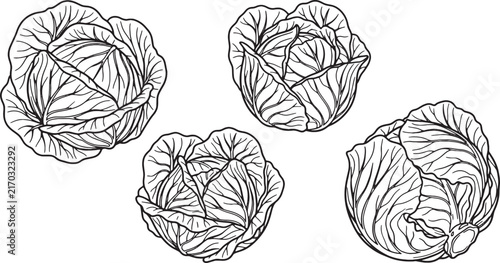 Fresh Cabbage Vegetable Vector Line Art Coloring Page