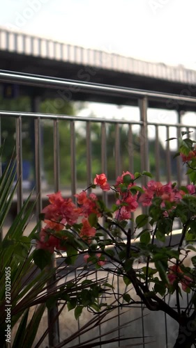 Close-up of blooming orange Bougainvillea flowers near a metal overpass security fence on a sunny day.	